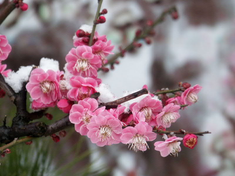 春雪压枝梅更红 摄影 山君