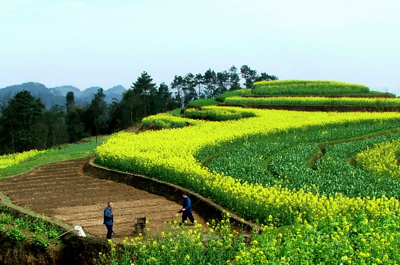 锦绣田园 摄影 gxlhu