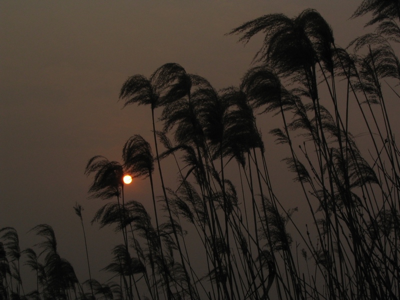 夕阳下的芦苇 摄影 沉默彩虹