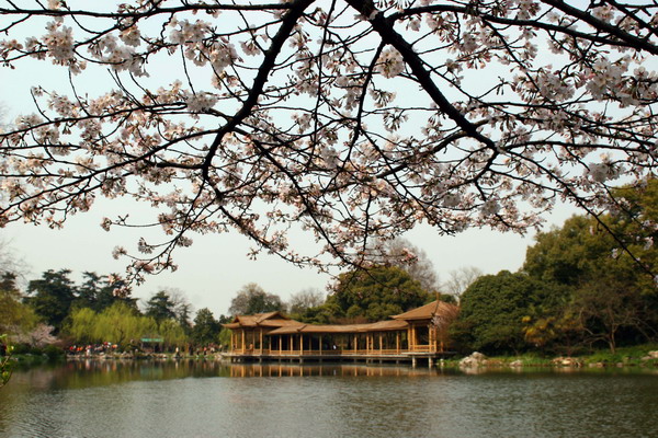 春满西湖 摄影 quhong