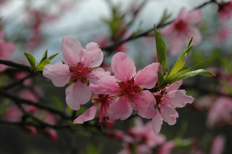 粉面桃花 摄影 邦维