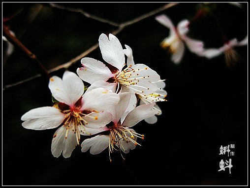 梨花 摄影 蝌蚪