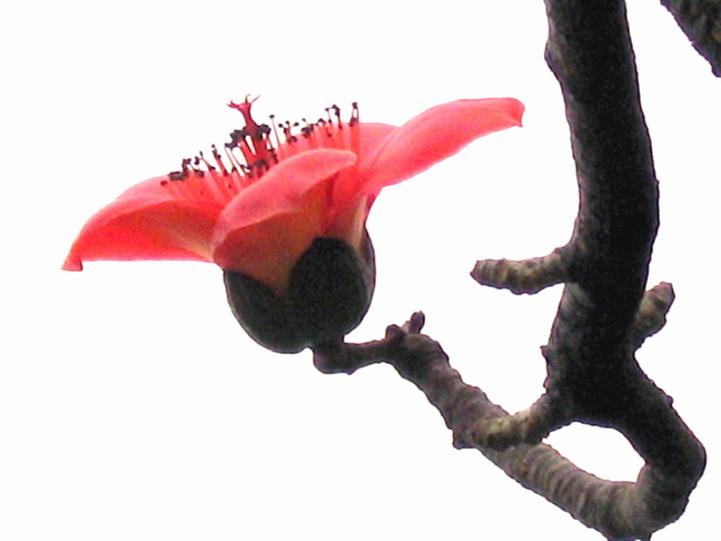 木棉花4 摄影 laogao-1908