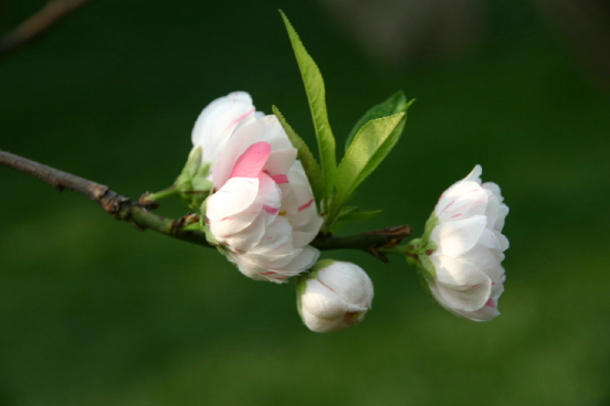 红白桃花 摄影 柯闲客