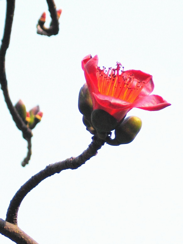 木棉花5 摄影 laogao-1908