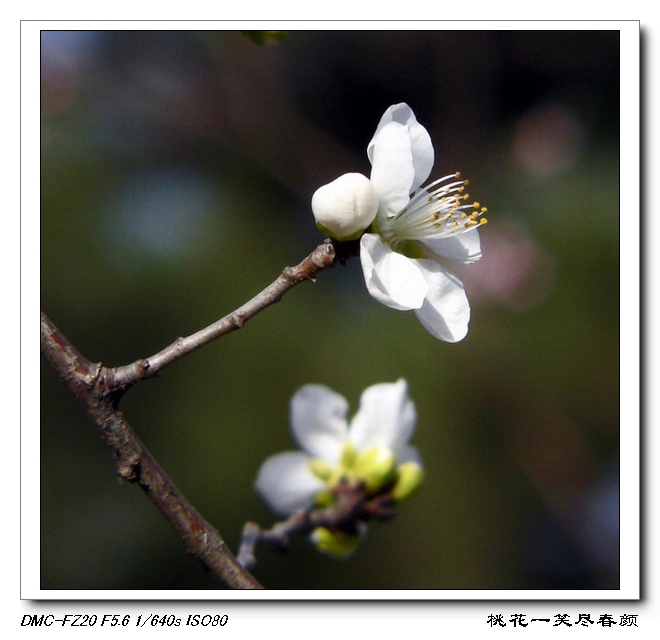 桃花一笑尽春颜 摄影 偶有闲情