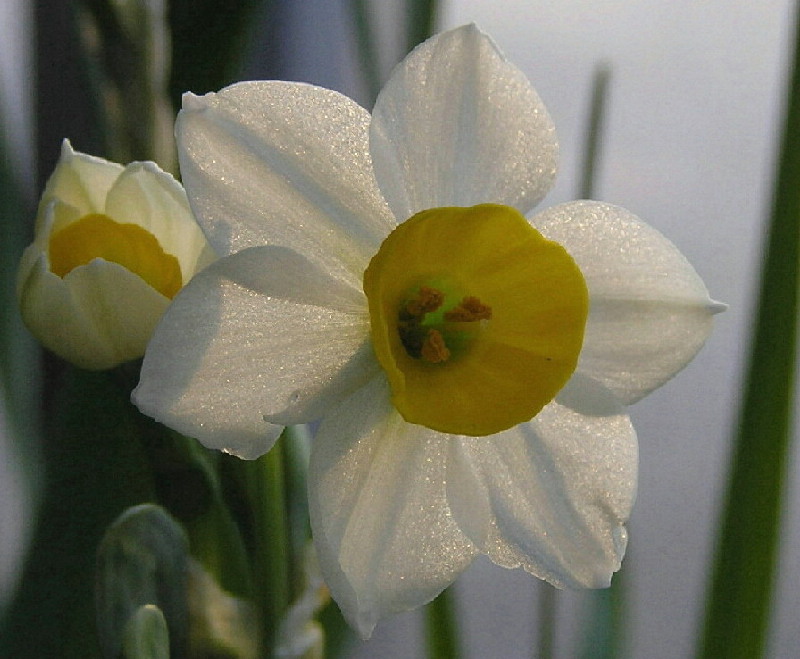 水仙花 摄影 珍藏琼浆