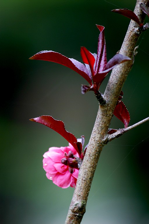 羞花 摄影 ysxs