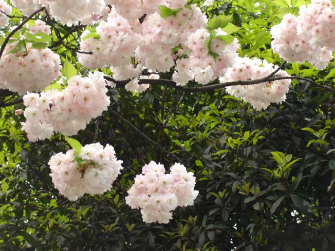 樱花 摄影 子鸢