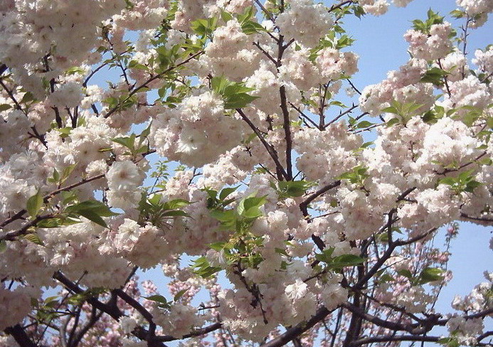 繁荣 摄影 felling