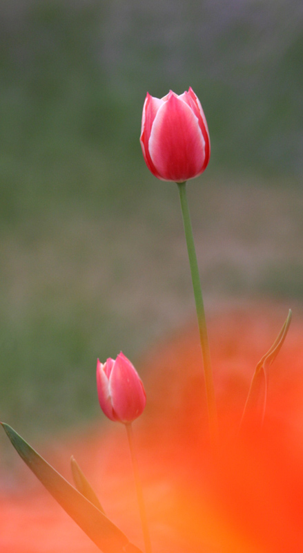 雾中看花 摄影 wzy