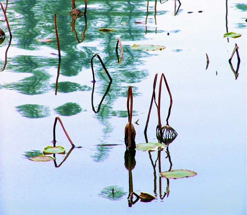 曲院风荷 摄影 龙行雨