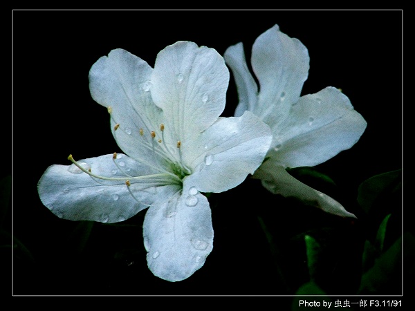 白杜鹃 摄影 虫虫一郎