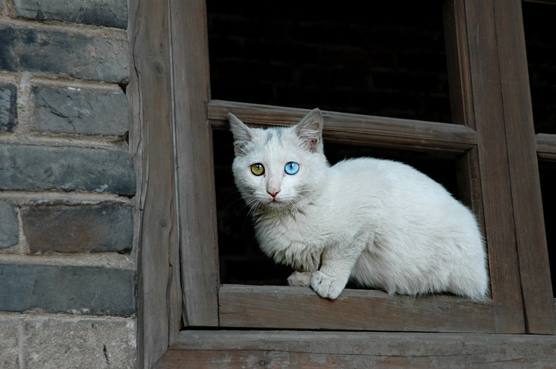 漂亮的猫 摄影 阳光客