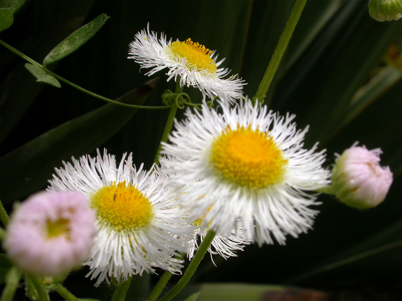 野菊 摄影 huahao