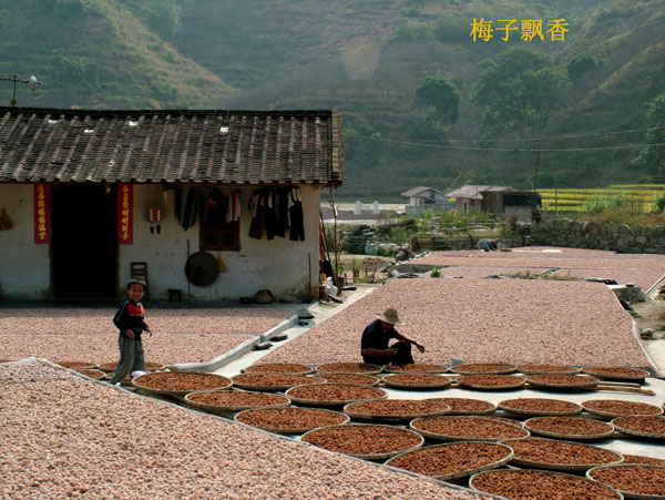 梅子飘香 摄影 梦中人