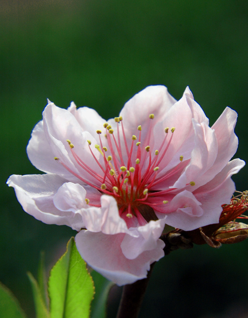 桃 花 摄影 Nongken