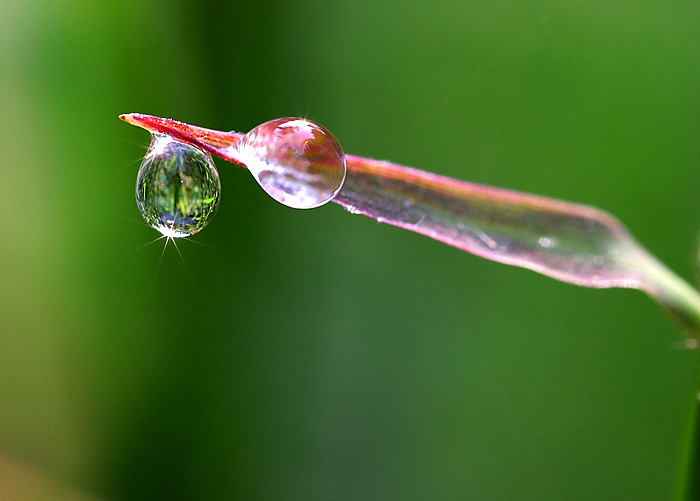 水珠 摄影 鹰渡寒潭