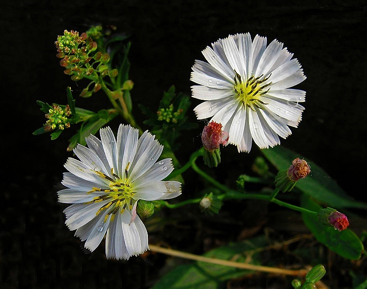 苦菜花 摄影 zhangjian