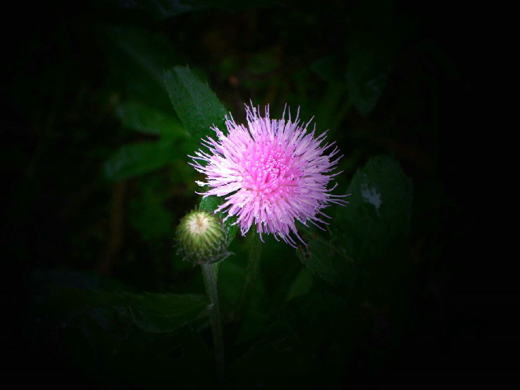 小花 摄影 柯闲客