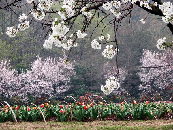 郁金香与樱花 摄影 ruikang