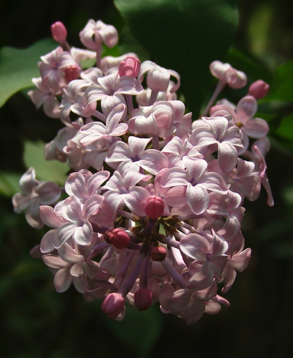 丁香花 摄影 飘逸人生