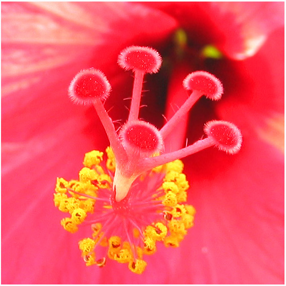 花蕊 摄影 天地一飞人