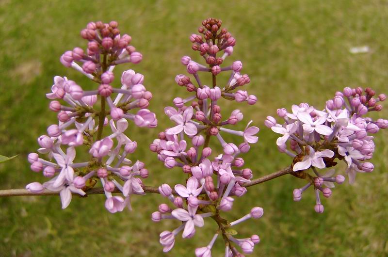 丁香花 摄影 天民