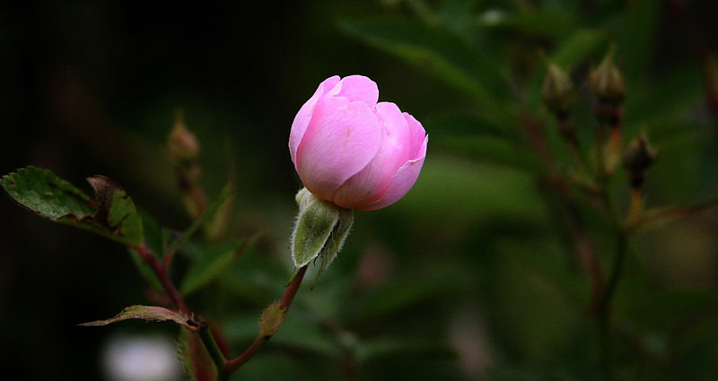 野蔷薇 摄影 古风