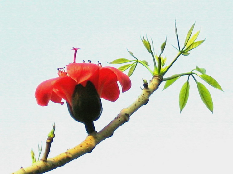 木棉花10 摄影 laogao-1908