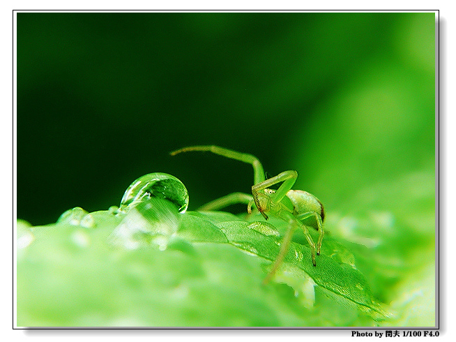 雨后 摄影 村夫