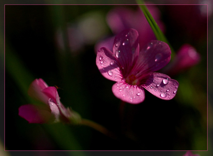 无题 摄影 香樟细雨