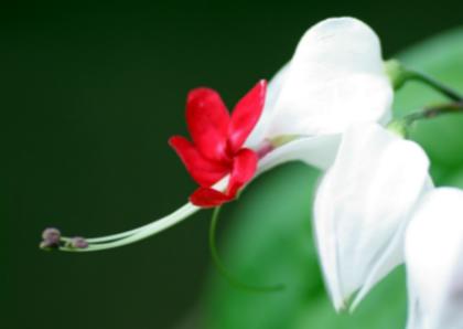 龙吐珠 摄影 稍息