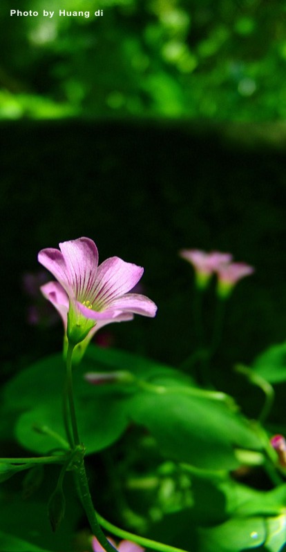 雨后 摄影 卡快活