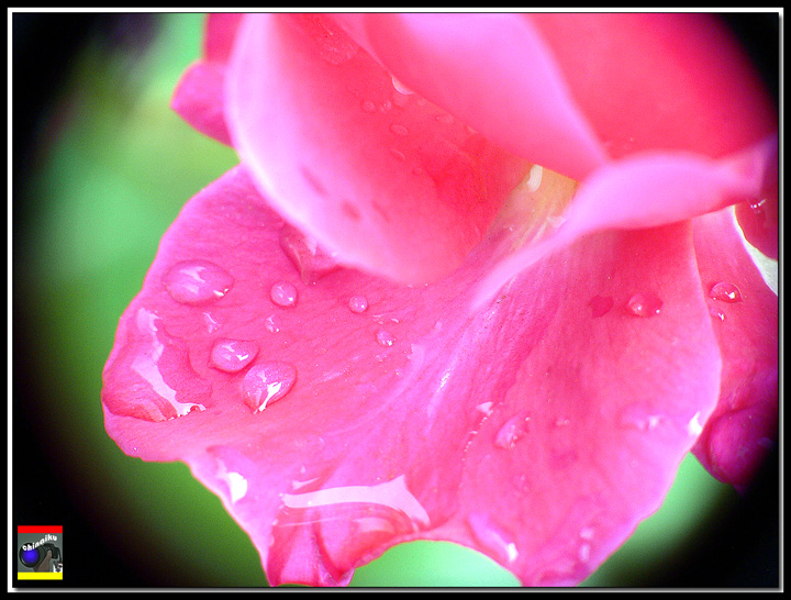 花瓣雨滴 摄影 iku