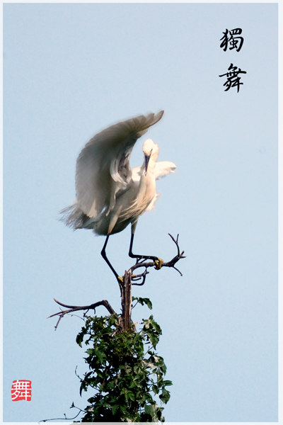 獨舞 摄影 t2991