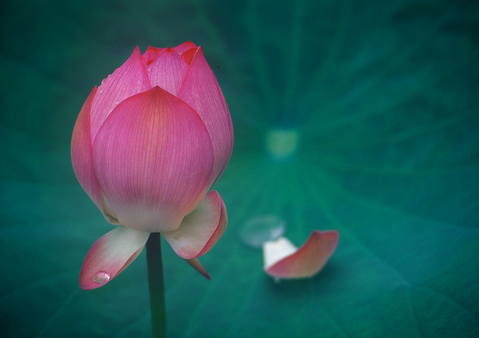 荷 摄影 秋日思雨