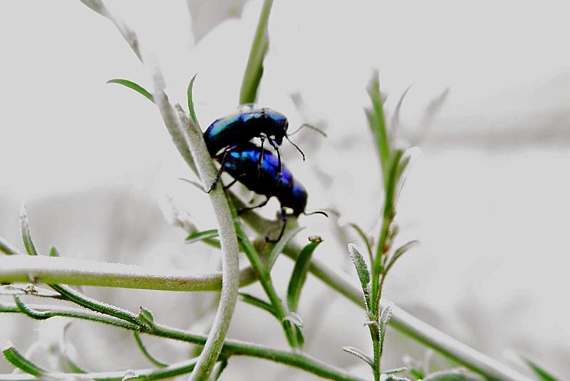 昆虫 摄影 yemolangzi