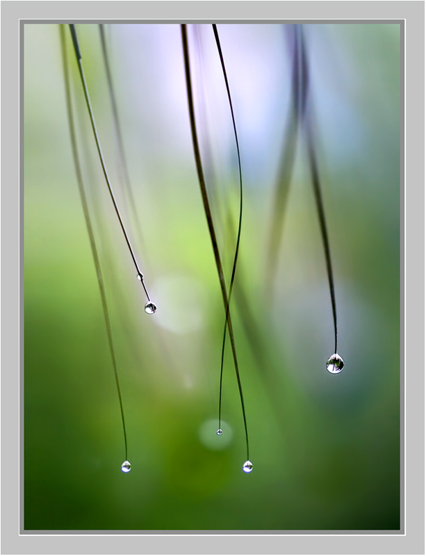 《小雨珠》 摄影 柳州石