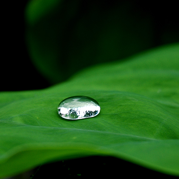 水珠 摄影 无中