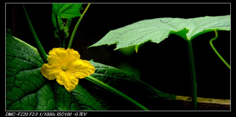 纵是菜花亦可观 摄影 偶有闲情