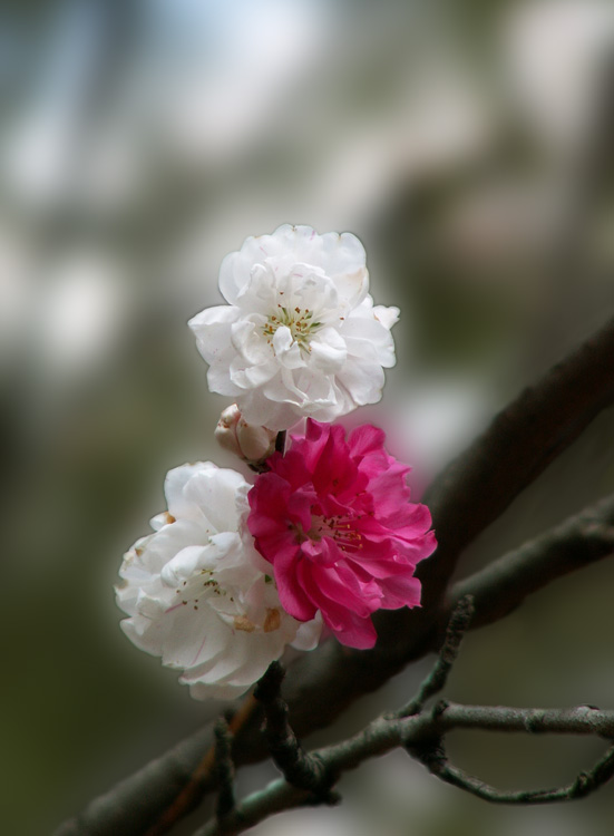 双色桃花 摄影 春城无处不飞花