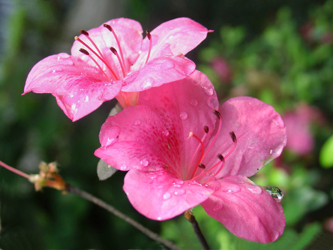 雨后 摄影 留恋