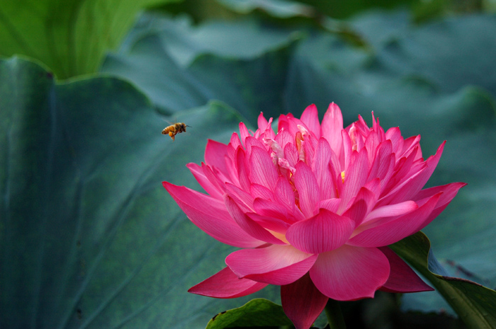 花  蜜蜂 摄影 Nongken