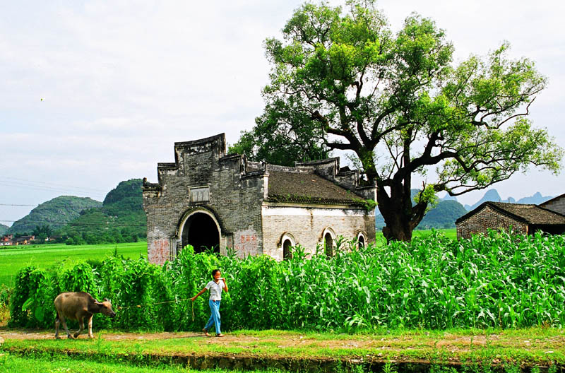 古亭.老树. 摄影 qinjiangyu