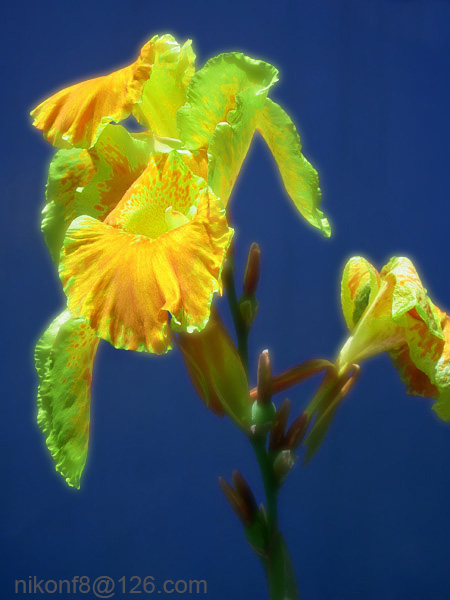 中午的花 摄影 nikonf8