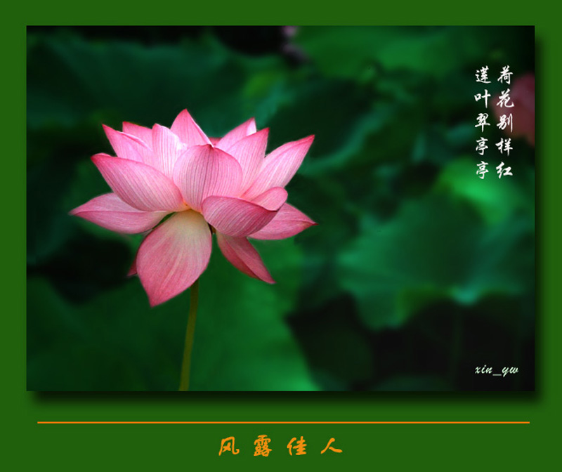 梦芙蓉 摄影 芯茹