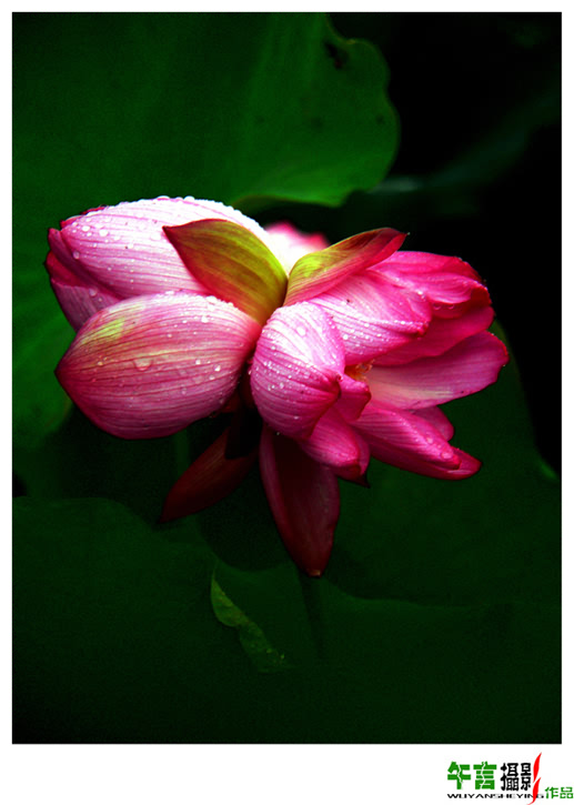 并蒂芙蓉·夫贵妻荣 摄影 午言