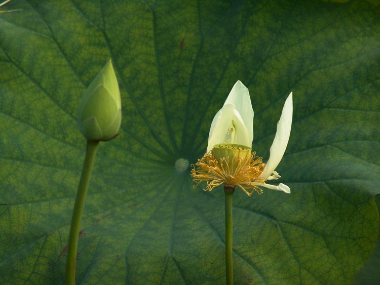 花开花落 摄影 huoju