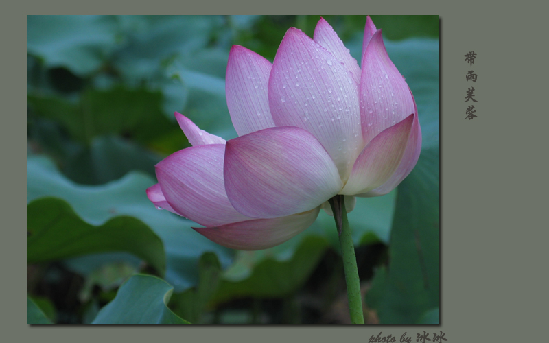 带雨芙蓉 摄影 彬彬邓